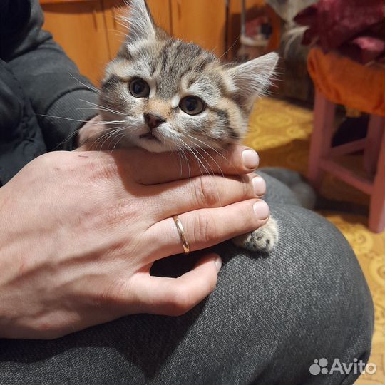 Кошка в дар