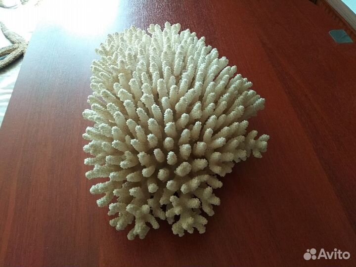 Коралл большой натуральный 40*27 см