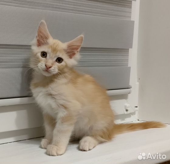 Котята мейн-кун