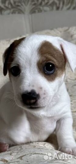 Джек Рассел терьер