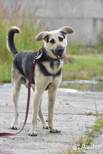 Собака в добрые руки П.П. 