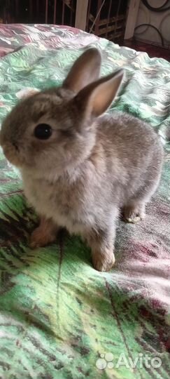 Карликовые крольчата