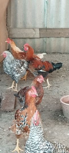 Молодые петухи