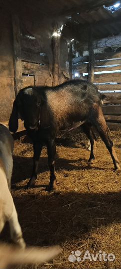 Нубийский козел