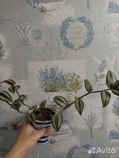 Традесканция