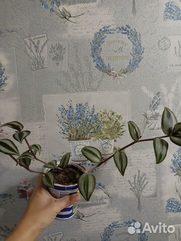 Традесканция