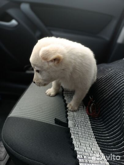 Милые щенята