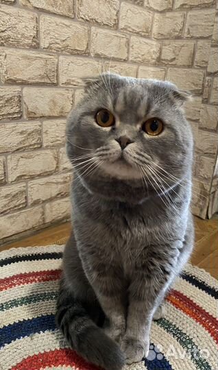 Шотландский кот вязка