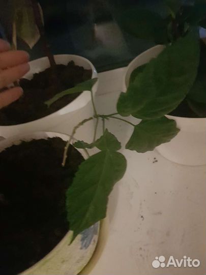 Гибискус китайская роза