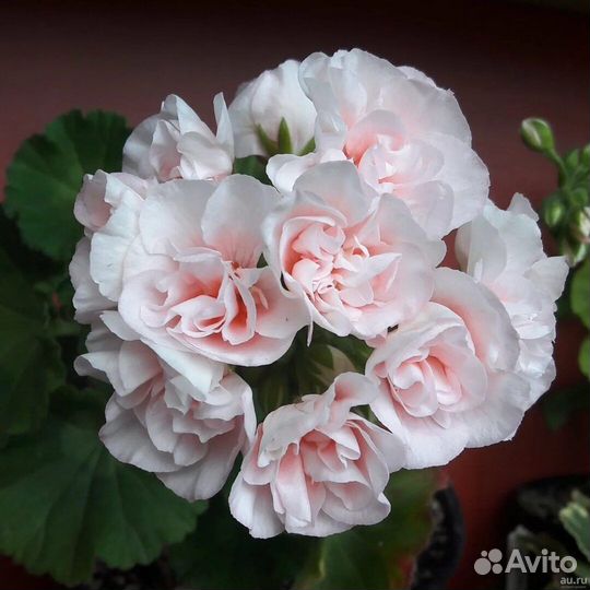 Герань пеларгония махровая