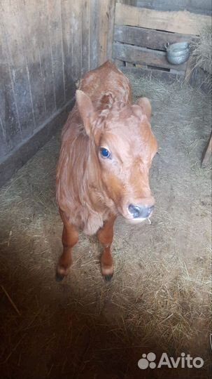 Продаю Тёлочку