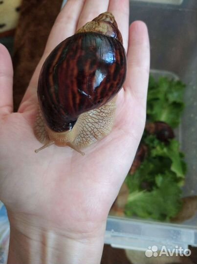 Улитки ахатины