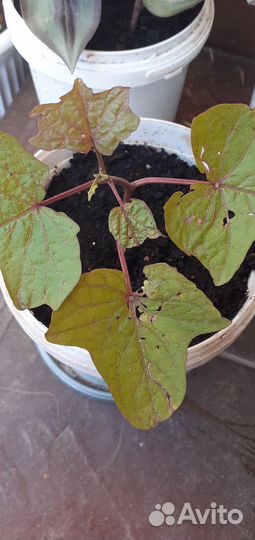 Ипомея батат