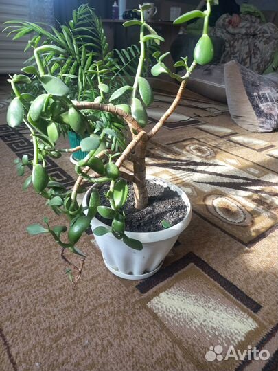 Комнатные цветы