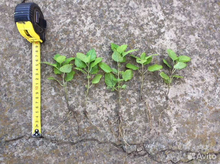 Рассада мяты перечной и мелиссы