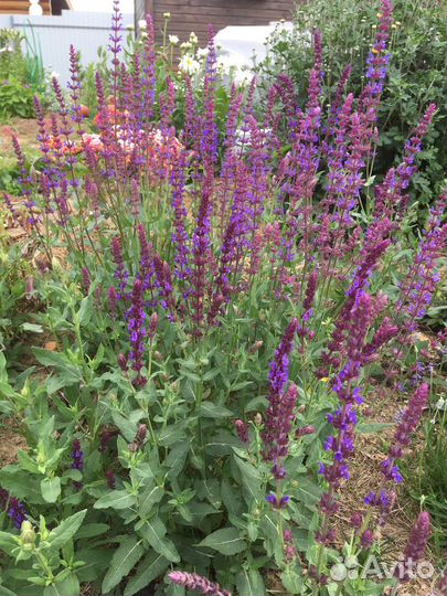 Садовые многолетние цветы