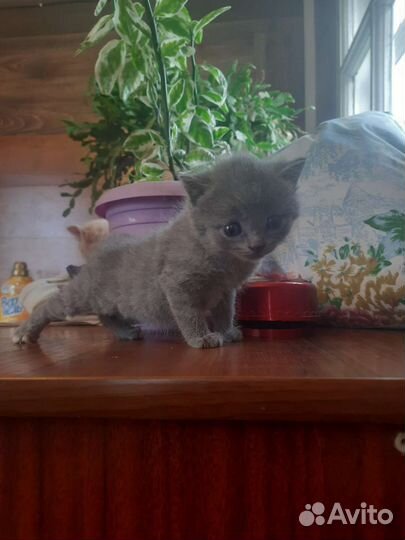 Кошки в добрые руки бесплатно