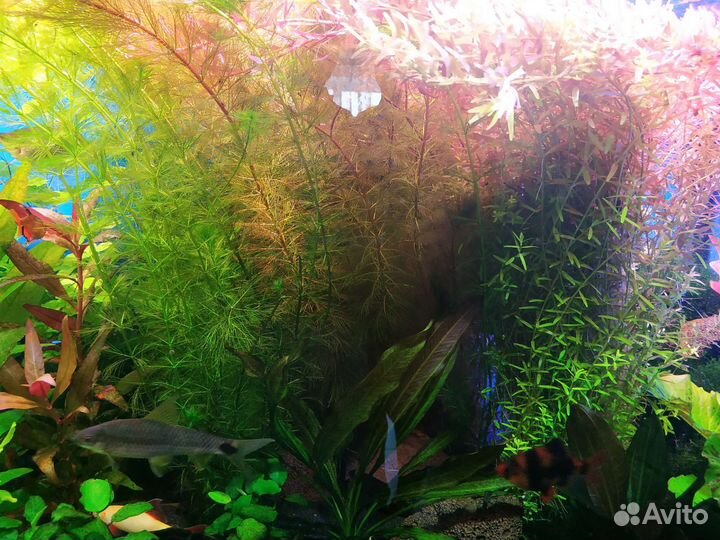 Аквариумные растения