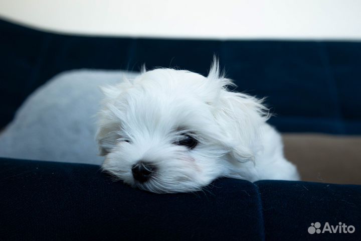 Щенки мальтезе