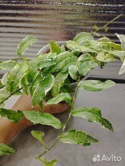 Фикус сагитата мутабилис