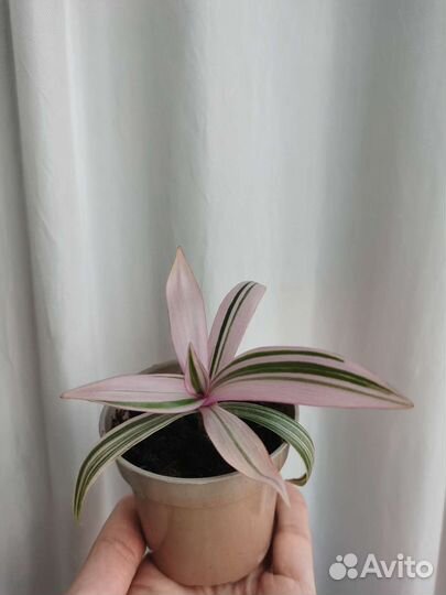 Традесканция рэо