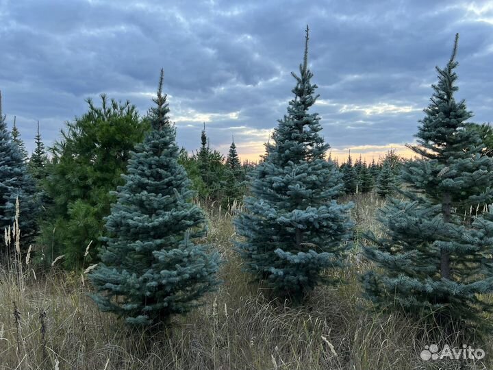 Ель Глаука Голубая Колючая в стрижке Пунгенс