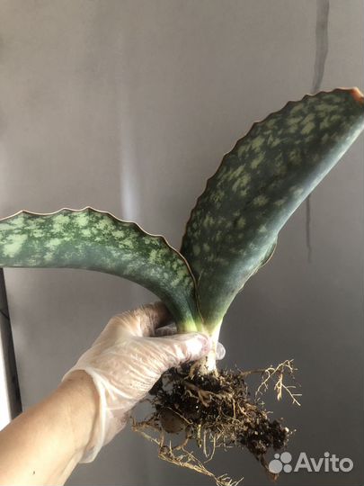 Сансевиерия dragon wings