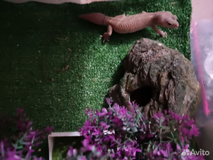 Продам эублефаров и бананоедов взрослых