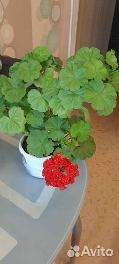 Пеларгония герань