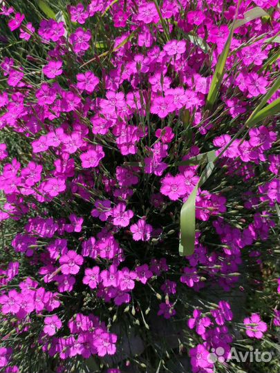 Цветы многолетники