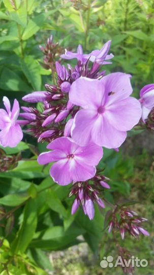 Флоксы,лилии,лилейники,астильбы и много др