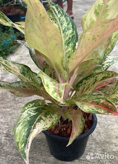 Aladin аглаонема