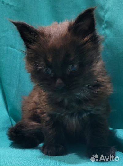 Мейн-кун Котята Милашки