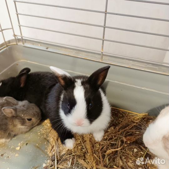 Декоративные кролики