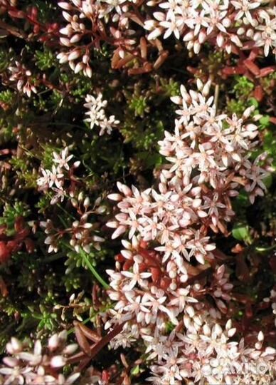 Почвопокровники