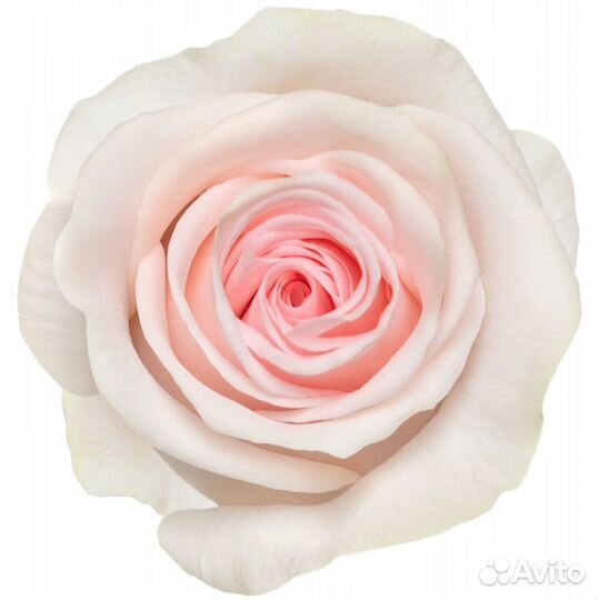 Роза Свит Ревиваль (40 см.) Россия