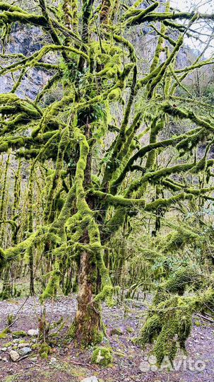Экскурсии в Абхазию и Сочи индивидуально