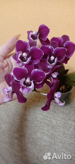 Орхидея цветет мультифлора