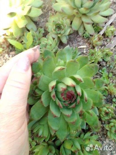 Роза каменная сортовая