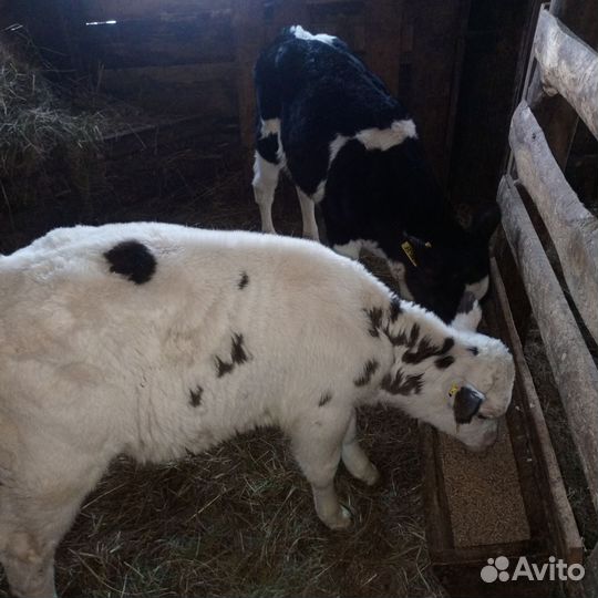 Телята бычки