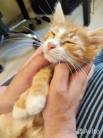 Котята в добрые руки бесплатно