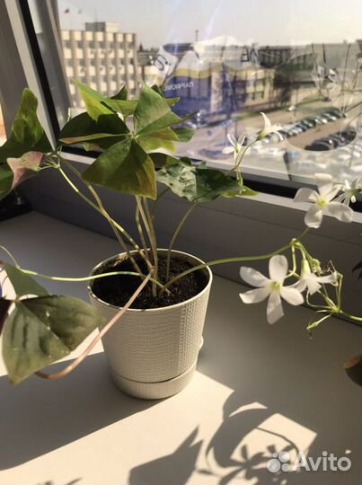 Кислица оксалис белая