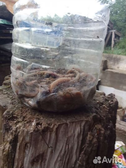 Черви, выползки