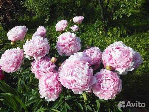 Пион Сара Бернар настоящий на брони