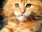 Котята мейн-кун рыжий мальчик объявление продам