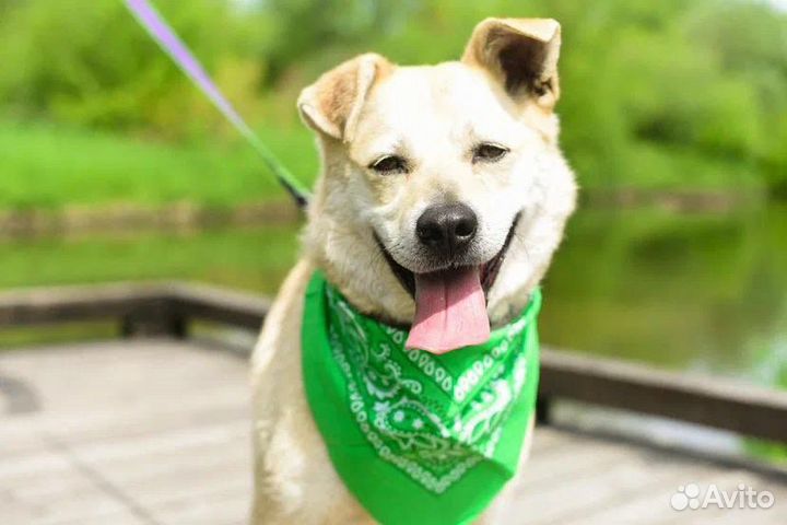 Собака в добрые руки