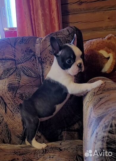 Бостон терьер