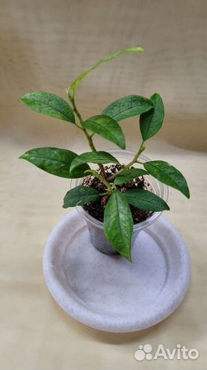 Фикусы (обновлено 20.08)