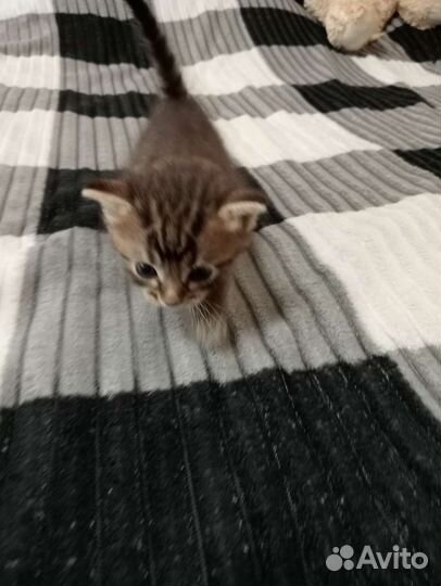 Кошка в дар