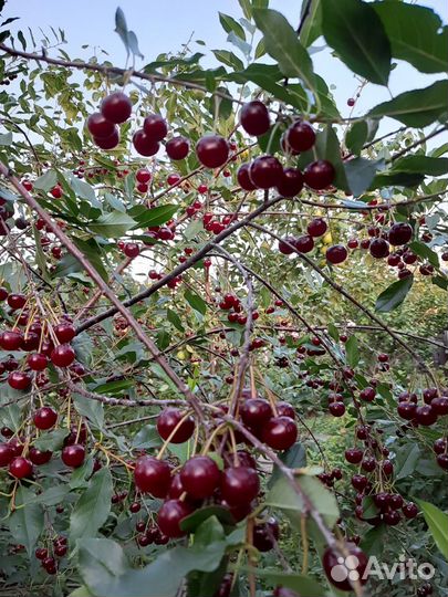 Саженцы вишни на ножке,красная смородина,Ирга